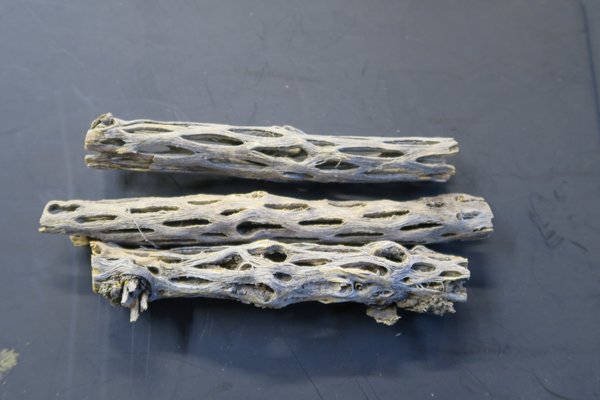 Cholla Wood (Cylindropuntia imbricata)