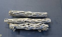 Cholla Wood (Medium-Wt)