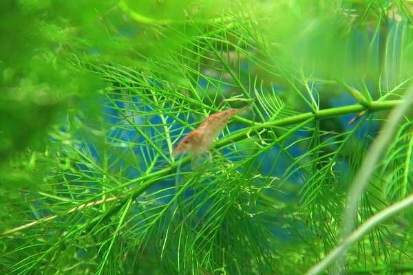 Cherry Shrimp (Neocaridina davidi)