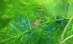 Cherry Shrimp (Neocaridina davidi)
