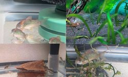 Bronze Corydoras - Group of 6