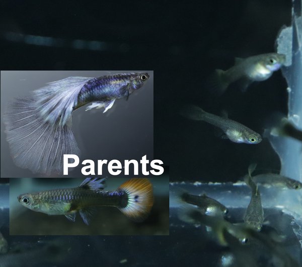 8 juvenile guppies from breeding project