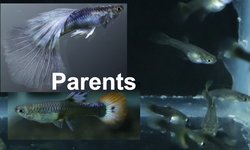 8 juvenile guppies from breeding project