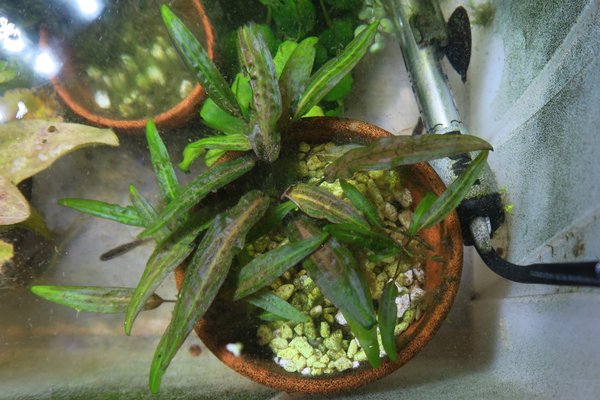 Crypt Affinis (Cryptocoryne affinis)