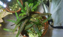Crypt Affinis (Cryptocoryne affinis)