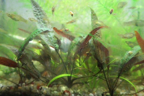 Crypt Affinis Red Metallic (Cryptocoryne affinis)
