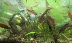 Crypt Affinis 'Red Metallic'