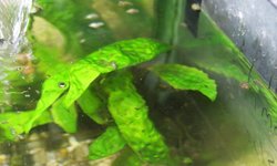 Crypt Hudoroi (Cryptocoryne hudoroi)
