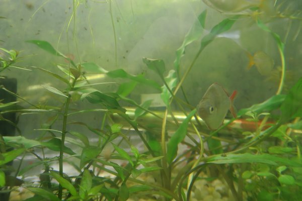 Crypt Lutea (Cryptocoryne walkeri var. 'Lutea')