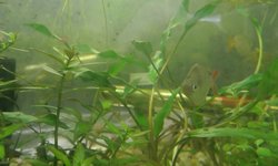 Crypt Lutea