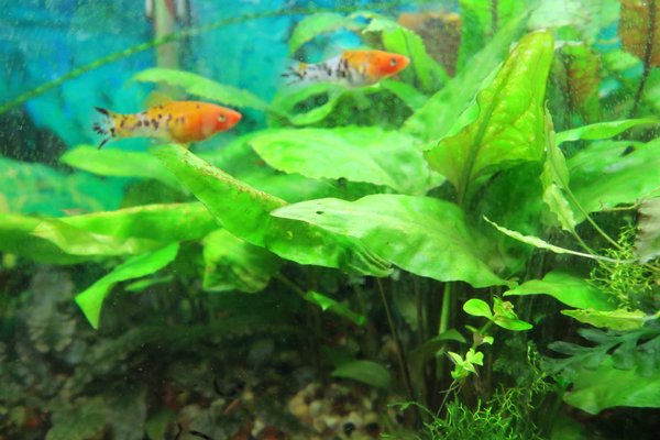 Crypt Pontederifolia (Cryptocoryne pontederifolia)
