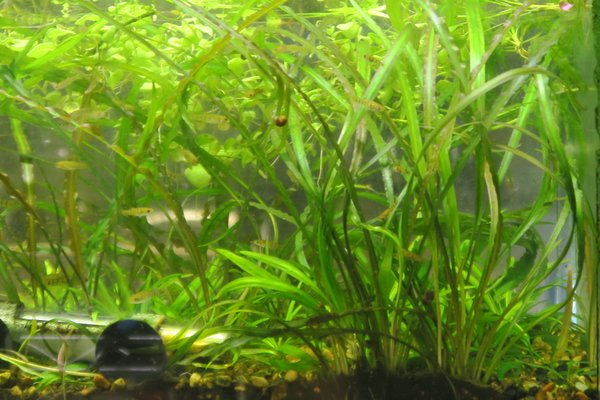 Crypt Retrospiralis (Cryptocoryne retrospiralis)