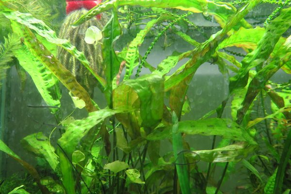 Crypt Usteriana (Cryptocoryne usteriana)