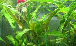 Crypt Usteriana (Cryptocoryne usteriana)