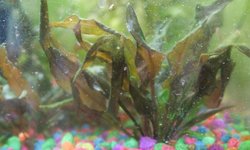 Crypt Wendtii Red