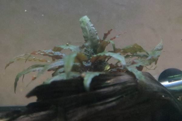 Crypt Wendtii Bronze (Cryptocoryne wendtii 'Tropica')