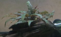 Crypt Wendtii Bronze