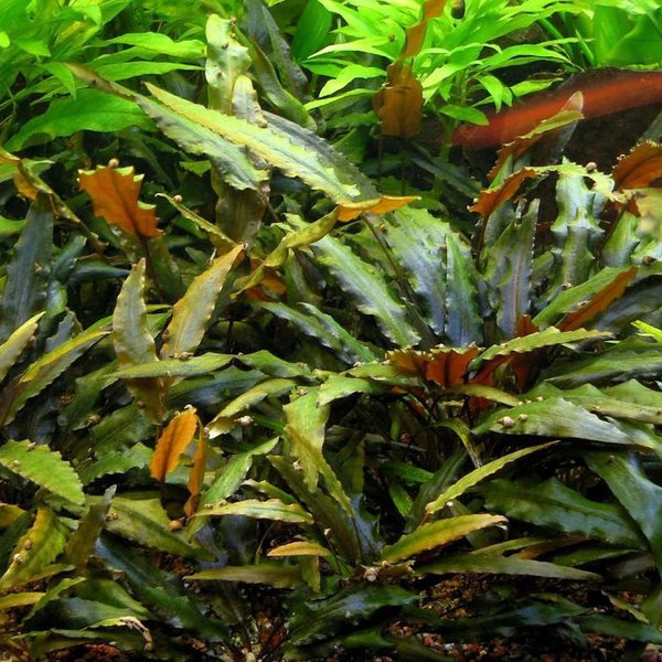 Cryptocoryne wendtii