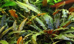 Cryptocoryne wendtii