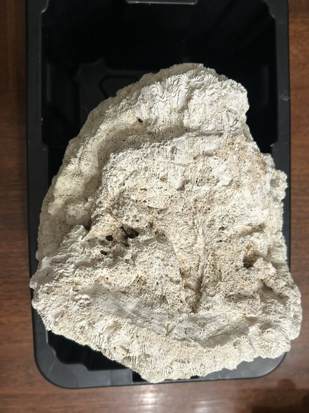 underside of coral