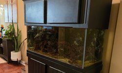 Complete 75 Gallon Marine Setup