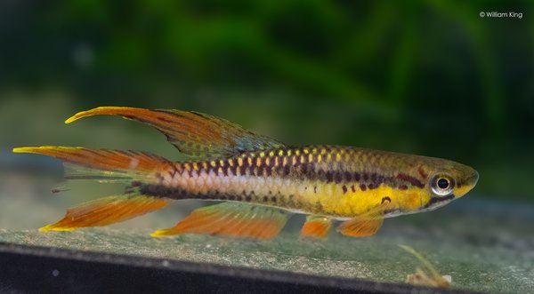 A Chromaphyosemion volcanum Kompina CO3/14 from another lot