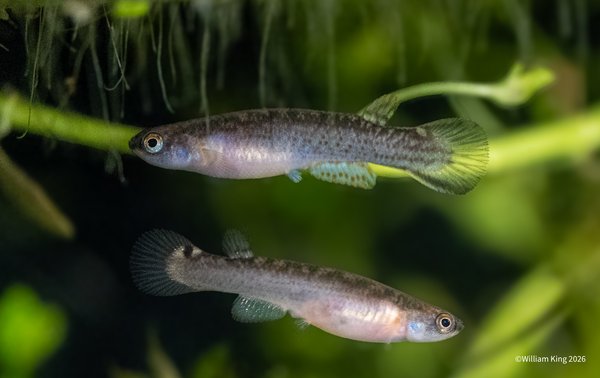 Cynodonichthys rubripunctatus 'Isla Colon' PAN 20-01