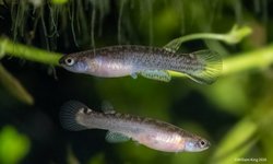 Cynodonichthys rubripunctatus PAN 20-01