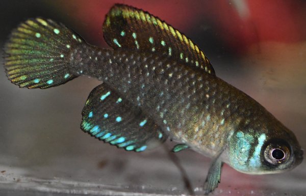 Argolebias nigripinnis JRU 25/16