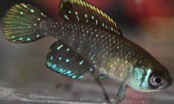 Argolebias nigripinnis JRU 25/16