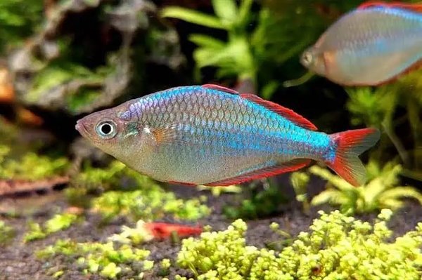 Dwarf Rainbow