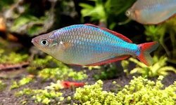 Dwarf Rainbow