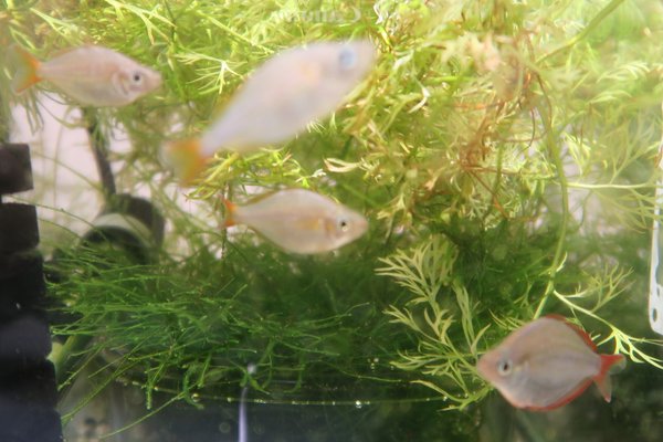 Dwarf Neon Rainbow (Melanotaenia praecox)