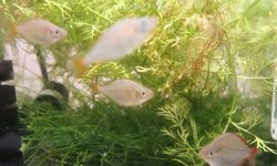 Dwarf Neon Rainbows