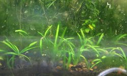 Dwarf Sagittaria (Sagittaria subulata)