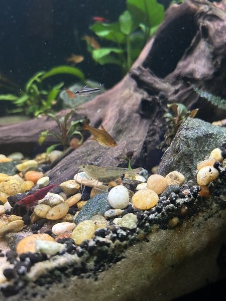 Berried Female Amano Shrimp