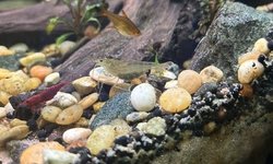Photo 2 of Berried Female Amano Shrimp