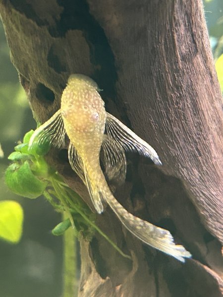 Longfin Albino Bristlenose Pleco
