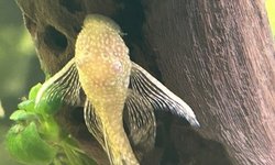 Longfin Albino Bristlenose Pleco
