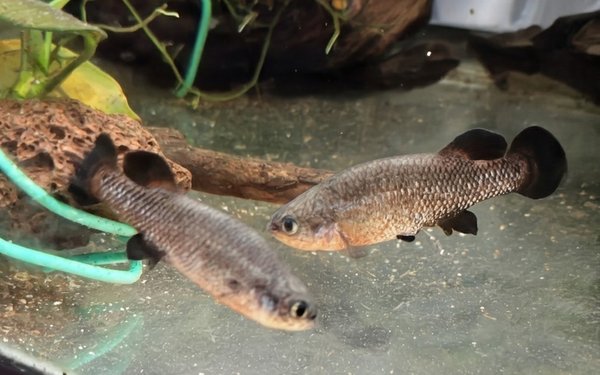 Two males sparring