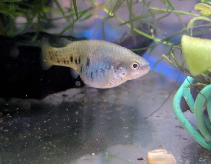 Gravid female