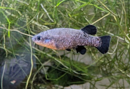 Adult male