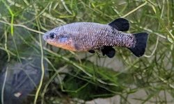 Characodon "El Toboso"