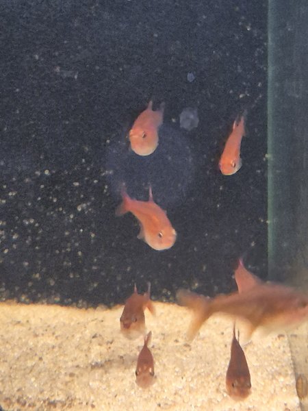 Ember Tetras (group of 8)