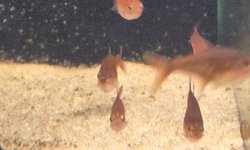 Ember Tetras (group of 8)