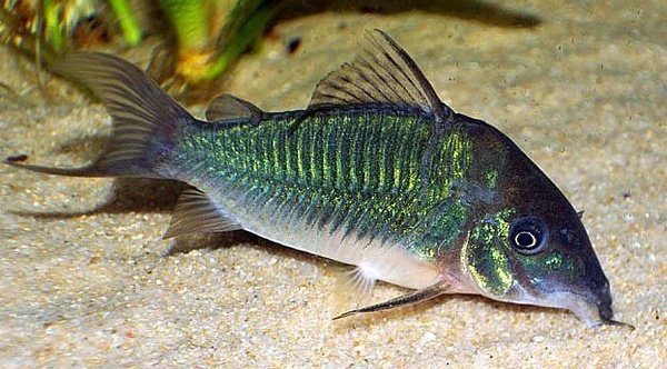 Emerald Green Cories (10 fish)