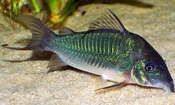 Emerald Green Cories (10 fish)