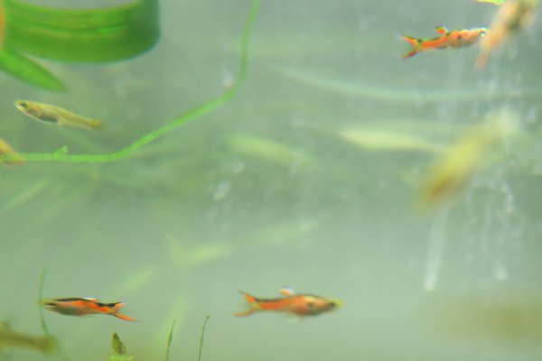 Endler's Livebearers (Poecilia sp.)