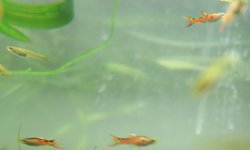 Endler's Livebearers (Poecilia sp.)
