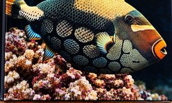 Pacific Marine Fishes Book 1 Hardback